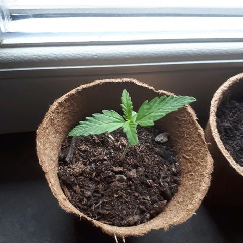Amnesia Haze Automatic growlog timeline photo