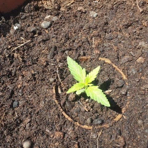 Amnesia Haze Automatic growlog timeline photo