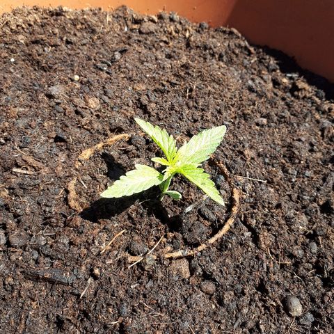 Amnesia Haze Automatic growlog timeline photo
