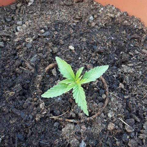 Amnesia Haze Automatic growlog timeline photo