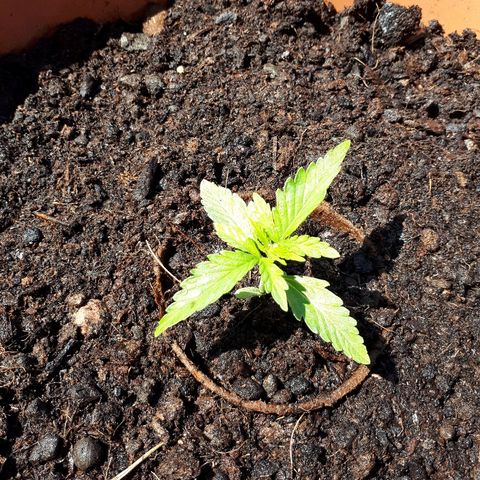 Amnesia Haze Automatic growlog timeline photo
