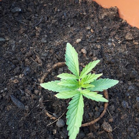 Amnesia Haze Automatic growlog timeline photo