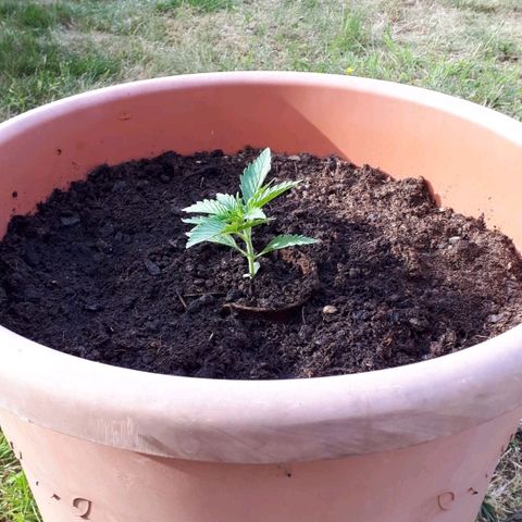 Amnesia Haze Automatic growlog timeline photo