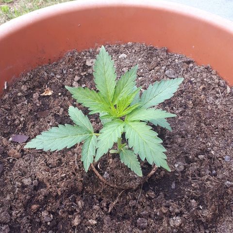 Amnesia Haze Automatic growlog timeline photo