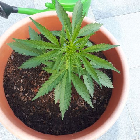 Amnesia Haze Automatic growlog timeline photo