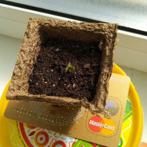 Automaria 2 growlog timeline photo