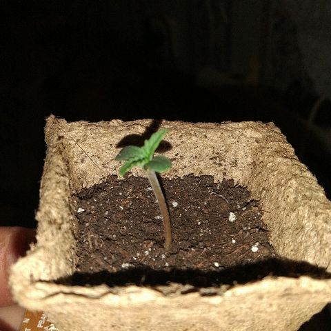 Automaria 2 growlog photo: Вечер