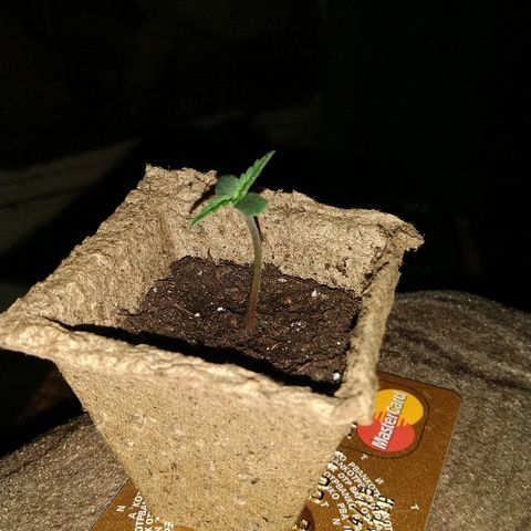 Automaria 2 growlog photo: Вечер