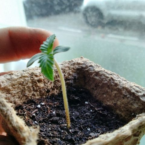 Automaria 2 growlog photo: Вечер