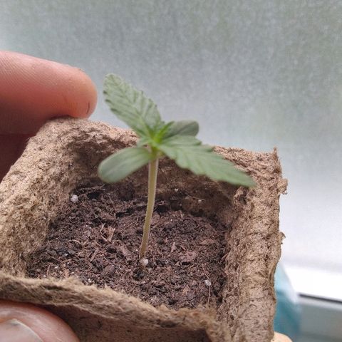 Automaria 2 growlog timeline photo