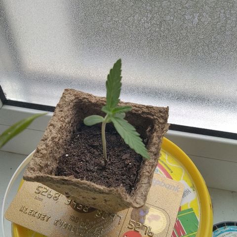 Automaria 2 growlog timeline photo