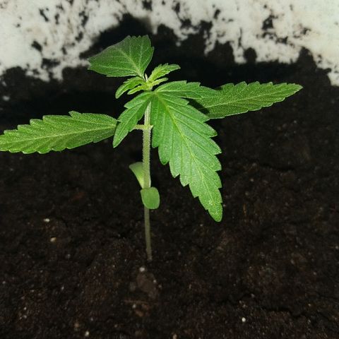 Automaria 2 growlog photo: Вечер