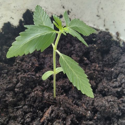 Automaria 2 growlog photo: Утро
