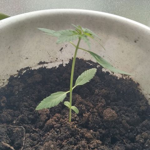 Automaria 2 growlog timeline photo