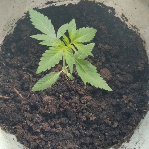 Automaria 2 growlog timeline photo
