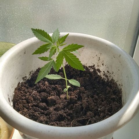 Automaria 2 growlog timeline photo