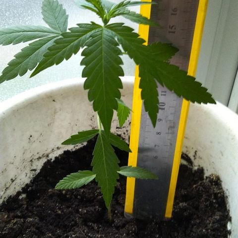Automaria 2 growlog timeline photo