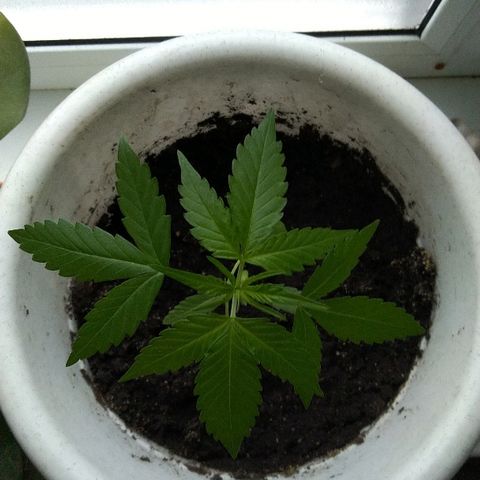 Automaria 2 growlog timeline photo
