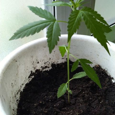 Automaria 2 growlog timeline photo