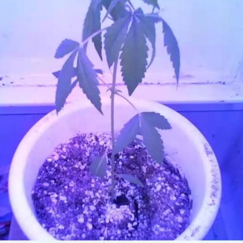 Automaria 2 growlog photo: Перелив 25го