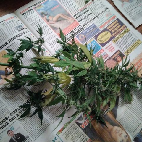 Automaria 2 growlog photo: Хрвст