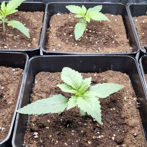 Mimosa x Orange Punch growlog timeline photo