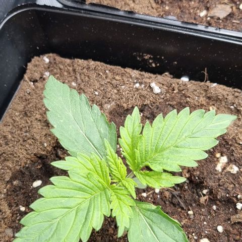 Mimosa x Orange Punch growlog timeline photo