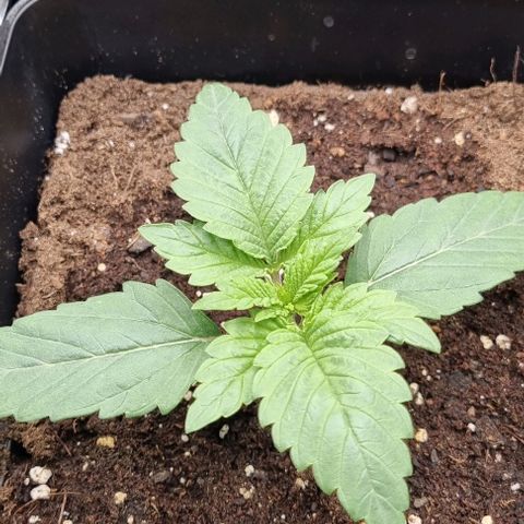 Mimosa x Orange Punch growlog timeline photo