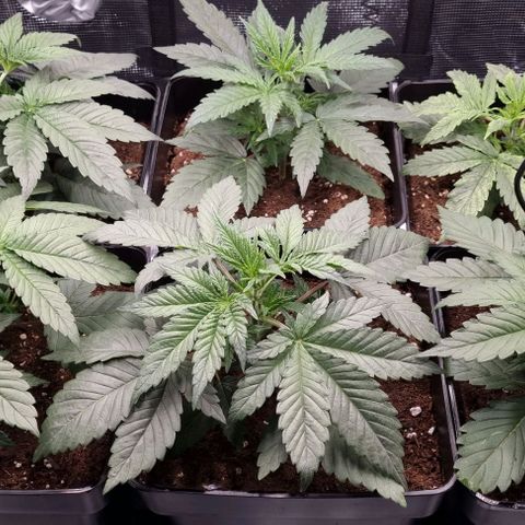 Mimosa x Orange Punch growlog timeline photo
