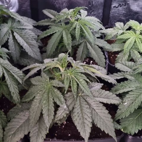 Mimosa x Orange Punch growlog timeline photo