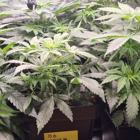 Mimosa x Orange Punch growlog timeline photo