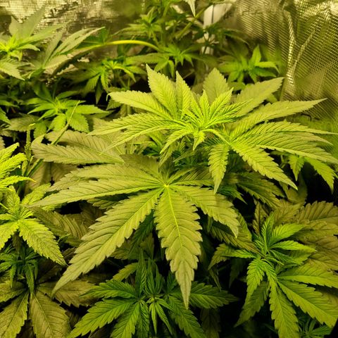 Mimosa x Orange Punch growlog timeline photo