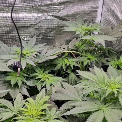 Mimosa x Orange Punch growlog timeline photo