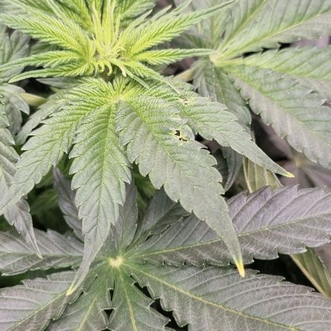 Mimosa x Orange Punch growlog timeline photo