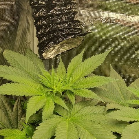 Mimosa x Orange Punch growlog timeline photo