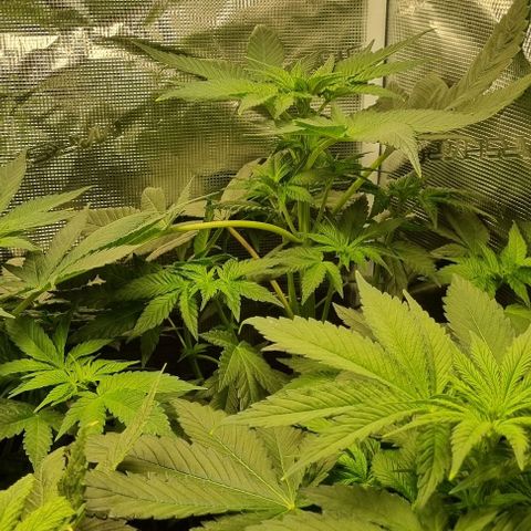 Mimosa x Orange Punch growlog timeline photo