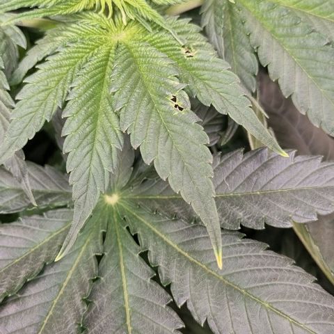 Mimosa x Orange Punch growlog timeline photo