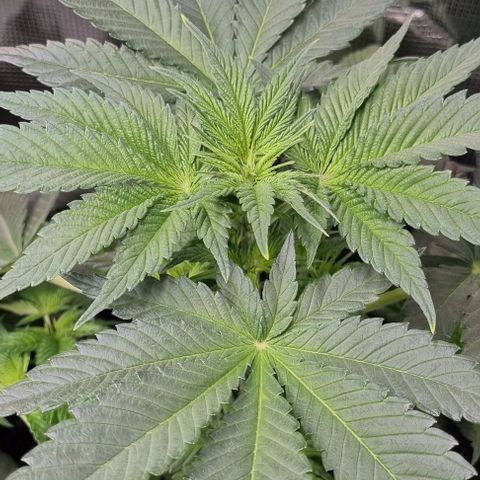 Mimosa x Orange Punch growlog timeline photo
