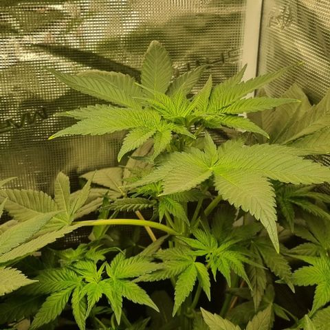 Mimosa x Orange Punch growlog timeline photo