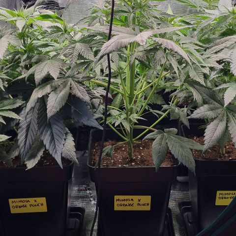 Mimosa x Orange Punch growlog timeline photo