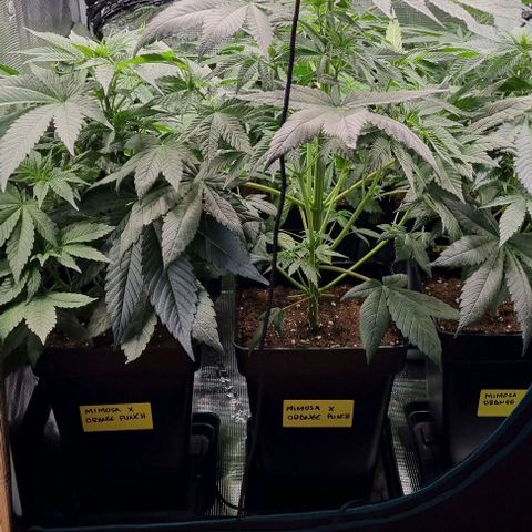 Mimosa x Orange Punch growlog timeline photo