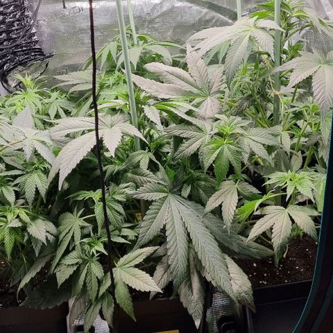 Mimosa x Orange Punch growlog timeline photo