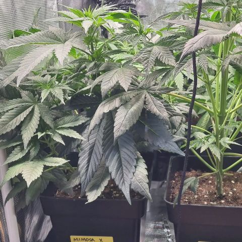 Mimosa x Orange Punch growlog timeline photo