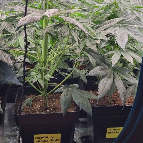 Mimosa x Orange Punch growlog timeline photo