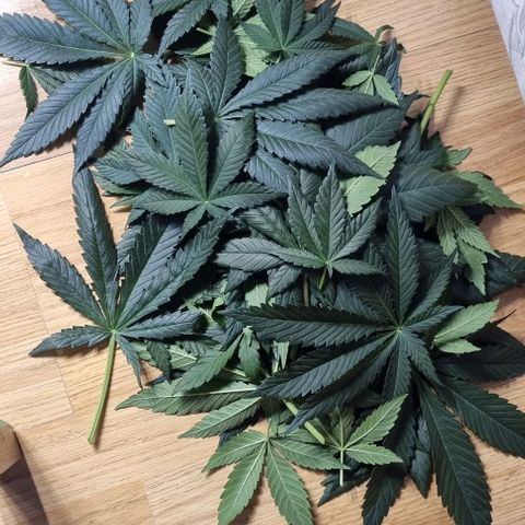 Mimosa x Orange Punch growlog timeline photo