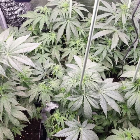 Mimosa x Orange Punch growlog timeline photo