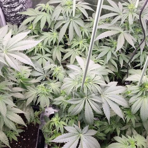 Mimosa x Orange Punch growlog timeline photo