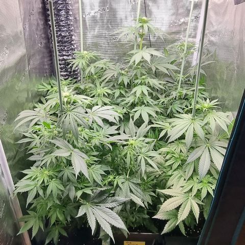 Mimosa x Orange Punch growlog timeline photo