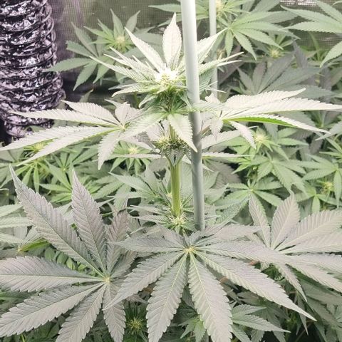 Mimosa x Orange Punch growlog timeline photo