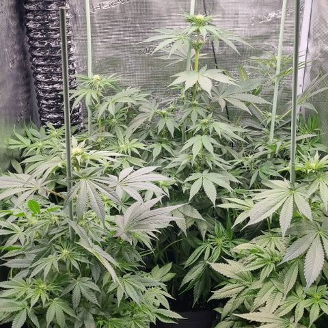 Mimosa x Orange Punch growlog timeline photo